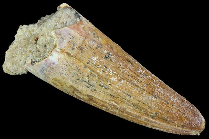 Fossil Crocodile (Elosuchus) Tooth - Kem Kem Beds, Morocco #87206